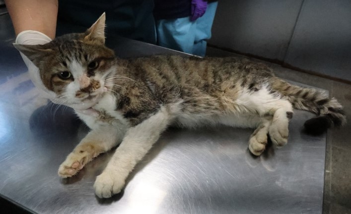 보호중 한국 고양이…